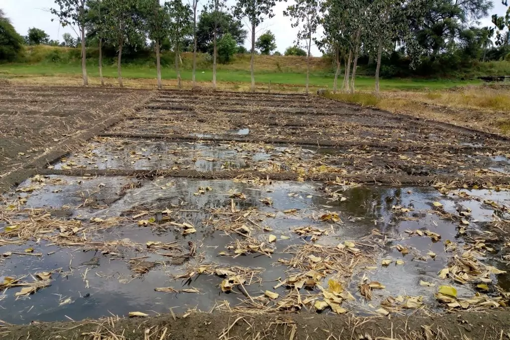 Farmers regenerating land