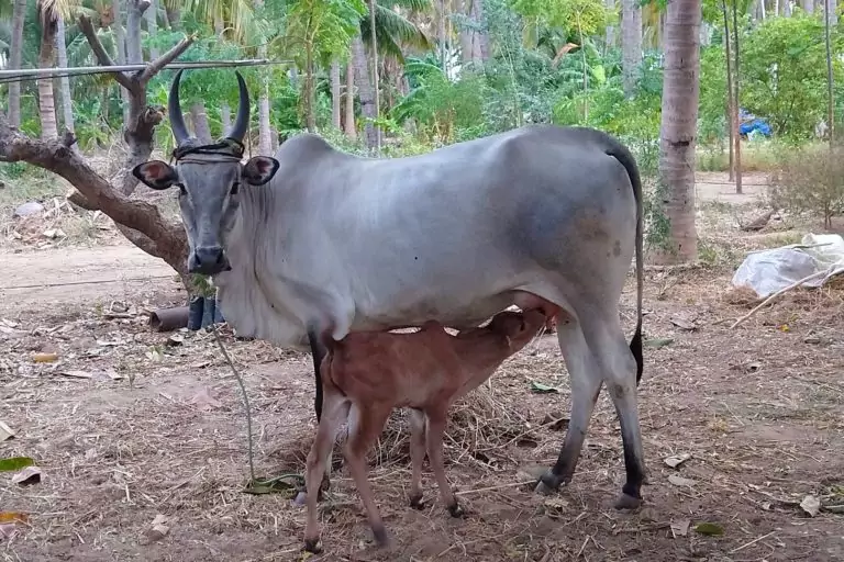 Smallholder Farm & Dairy